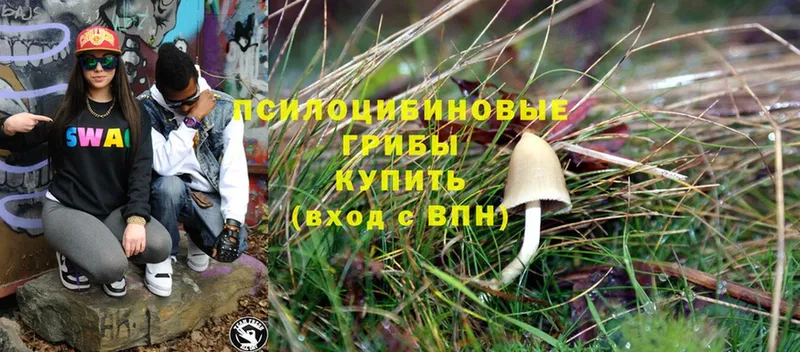 Псилоцибиновые грибы Magic Shrooms  Сафоново 